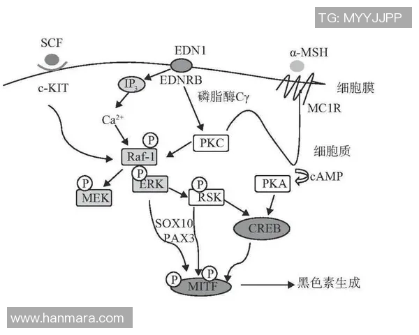 南京网球队的秘密：探究其训练体系与战术控制的深度解析